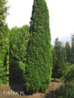 tuja (Thuja) ‘Smaragd’ wys. 4 - 5 m (wykopywane z gruntu)